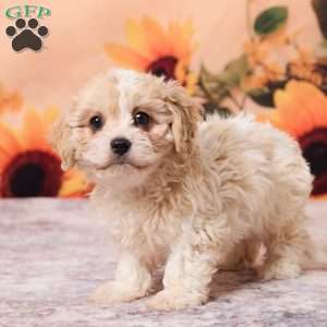 Megan, Cavachon Puppy